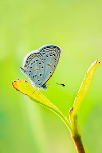 Close-up of butterfly pollinating flower