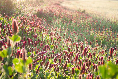 Close-up of plants on field