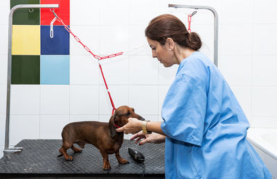 Dog groomer grooming dog at pet grooming salon