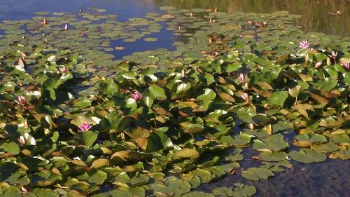 Leaves floating on water