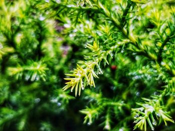 Full frame shot of fresh green leaves