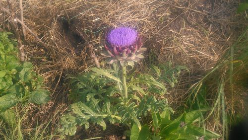 Close-up of purple flowering plant on field