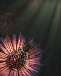 Close-up of insect on flower