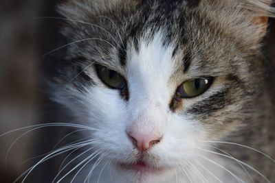 Close-up portrait of cat