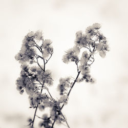 Low angle view of flowering plant against sky