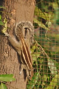 Close-up of a tree and squirrel.