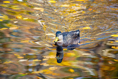 High angle view of duck swimming in lake
