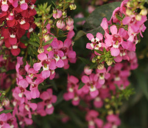 Close-up of pink flowering plant in park