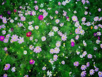 High angle view of flowers blooming outdoors