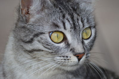 Close-up portrait of a cat