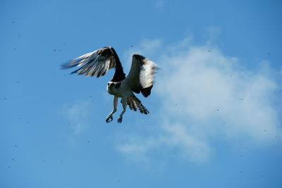 Birds flying in the sky