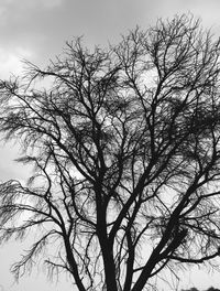 Low angle view of tree against sky