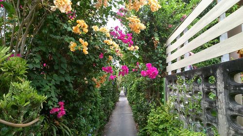 Flowering plants and trees in park