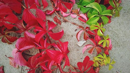 Full frame shot of red christmas tree