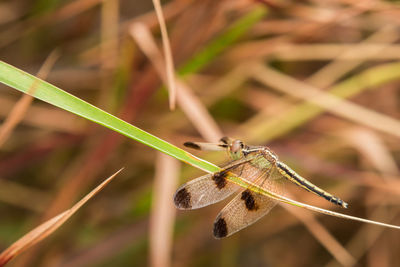 Close-up of damselfly on plant