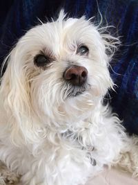 Close-up portrait of dog