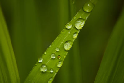 Close-up of water drops on blade of grass