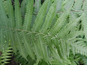 Full frame shot of fern leaves