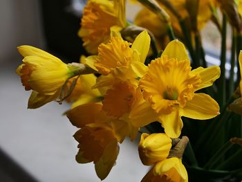 Close-up of yellow daffodil blooming outdoors