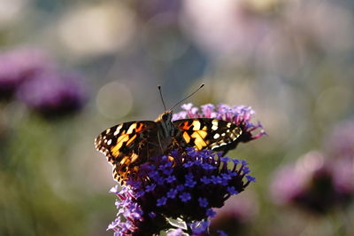 Close-up of butterfly pollinating on purple flower