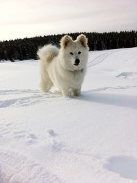 Dog standing on snow covered landscape