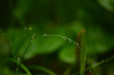 Close-up of wet plant during rainy season