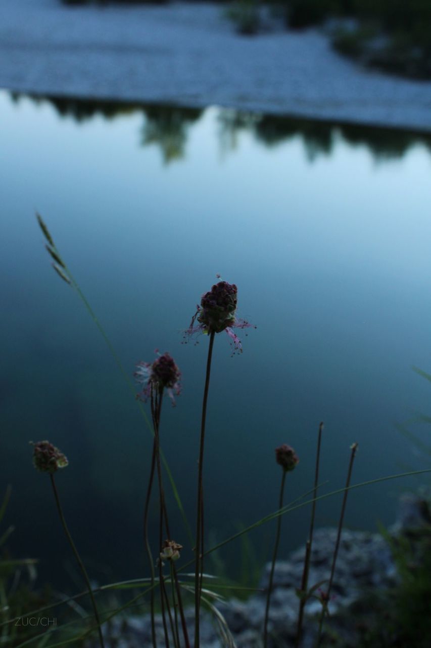 plant, nature, water, flower, reflection, beauty in nature, flowering plant, lake, no people, tranquility, growth, leaf, freshness, fragility, day, outdoors, sunlight, focus on foreground, close-up, tranquil scene, grass, morning, scenics - nature