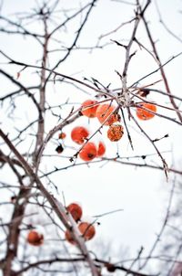 Low angle view of bare tree against sky