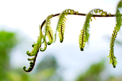 Close-up of fern growing on tree