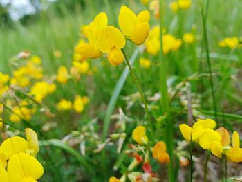 Close-up of yellow flowering plant on field