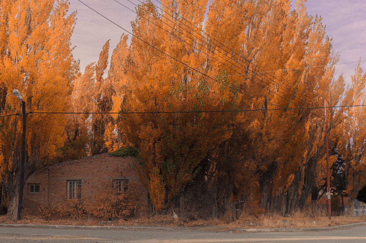 Oscar Martin Casarini