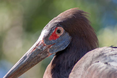 Close-up side view of a bird