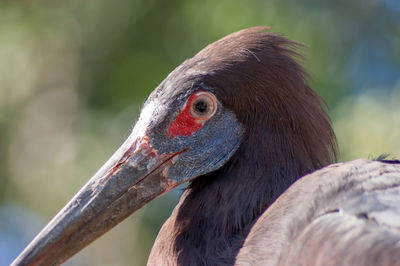 Portrait of bird