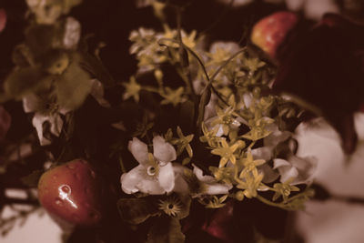 Close-up of flowers