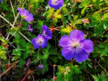 flowering plant