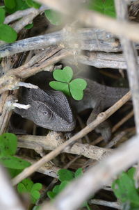 High angle view of lizard on plant