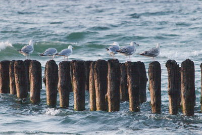 Seagulls perching on wooden post in sea