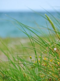 Close-up of grass on land against sea