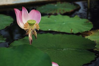 Close-up of lotus water lily