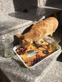 High angle view of a cat drinking glass