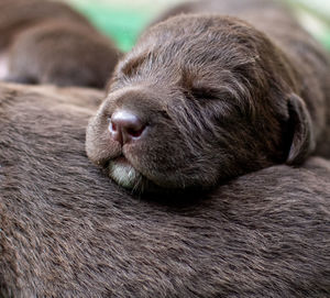 Close-up of dog sleeping