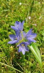 Close-up of purple crocus flowers