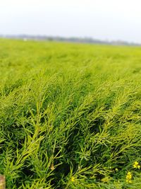 Crops growing on field