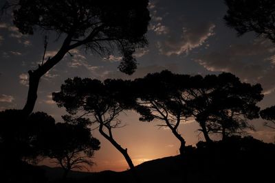 Low angle view of silhouette trees against sky during sunset