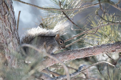 Close-up of squirrel on tree