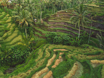 Scenic view of agricultural field