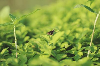 Close-up of insect on plant