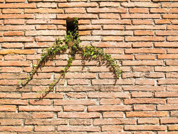 A small green plant growing out of an orange brick wall. image is symbolic of hope and persistence.