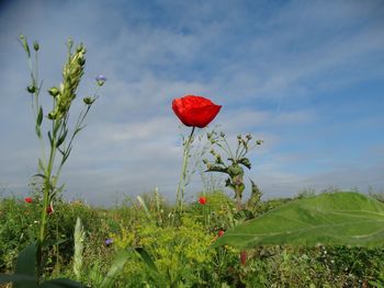 Red poppy flowers growing on land against sky