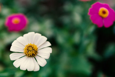 Close-up of white flowering plant